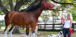 Budweiser Clydesdales Grace Opening Day with Majestic Appearance