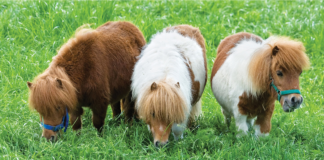 Falabella – Small Horses with Big Hearts: A Tale of Tiny Equine Wonder