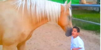 Heart-Melting Moment: Special Needs Boy and Horse Share Beautiful Connection