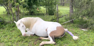 Experience the Extraordinary Saga of Moxie, Welcoming Her Debut Foal into the World