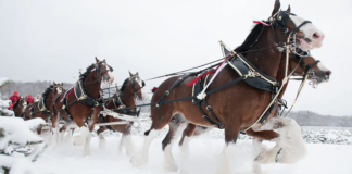 The Evolution of Scottish Budweiser Clydesdales: From Workhorses to Holiday Marketing Icon