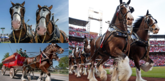 Unlocking the Secrets of the Budweiser Clydesdale Farm: Everything You Need to Know