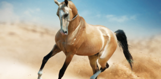 Radiant Elegance: Unveiling the Akhal-Teke Horse, the World’s Most Beautiful Equine Marvel