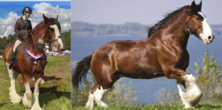 Versatile Marvels: Discovering the Many Talents of Clydesdale Horses
