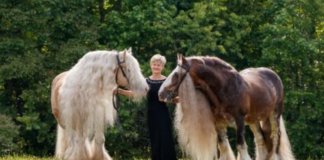 Clononeen Mull of Kintyre, Silver Bullet, and the Golden Lady: A story of Unwavering Care and Enduring Friendship