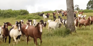 Rescued and Thriving: 200 Horses Find Love and Life at a Beautiful Sanctuary