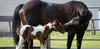 The Journey of a Colt Horse: From Tiny Hooves to Majestic Strides