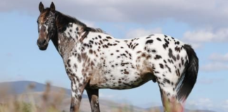 Hooves and Heroes: Unraveling the Epic Saga of Wild West Horses