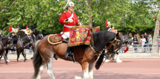 Rescued Drum Horse Digger: Remarkable Royal Story
