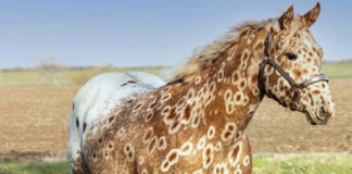 The Majestic Peacock Appaloosa Stallion with Unique Beauty.