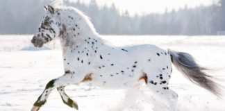 Grace in the Frost: Witness the Majestic Appaloosa Horse Running Free in the Snow