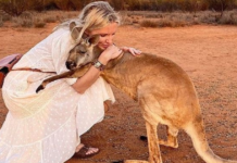 The Kangaroo Expresses Gratitude for Saving Her Life and Affection For the People Who Did It.