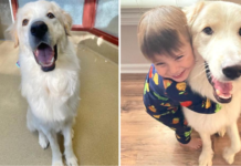 Ronald the Dog, Who Was Rejected Fourteen Times, Finally Found a Permanent Home