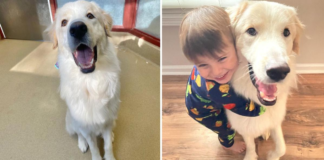 Ronald the Dog, Who Was Rejected Fourteen Times, Finally Found a Permanent Home