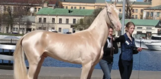 Kambarbay: The Stunning Horse with a Golden Glow
