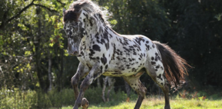 Stunning Knabstrupper Horse: Prepare to be Captivated by its Exquisite Beauty