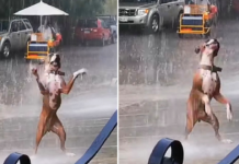 Heartwarming Video of Dancing Dog in the Rain Spreads Joy Across the Internet