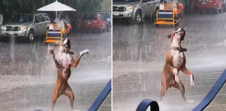 Heartwarming Video of Dancing Dog in the Rain Spreads Joy Across the Internet