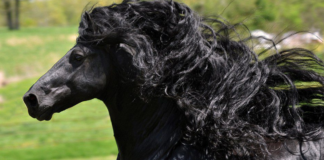 The World’s Top 10 Most Gorgeous Horse Breeds