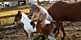 Enchanting Paint Foal’s Hilarious Water Encounter: A Must-See Moment Filled with Joy