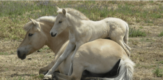 Charming Adventures: The Playful Exploits of a Horse’s Mother