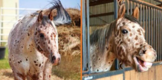 Meet Tattoo: A Stunning Appaloosa Horse with a Distinctive “Leopard Spotted” Coat
