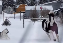 Family Overjoyed as Husky and Horse Enjoy Snow Together for the First Time