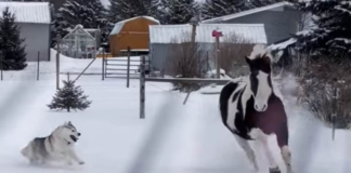 Family Overjoyed as Husky and Horse Enjoy Snow Together for the First Time