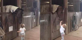 Heartwarming Daily Ritual: Child’s Morning Greetings Melt Horse Hearts