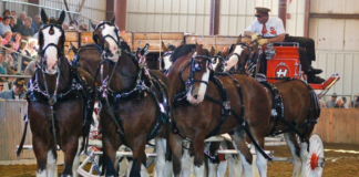 Budweiser Clydesdales Bring Holiday Cheer in Iconic Christmas Advertisement