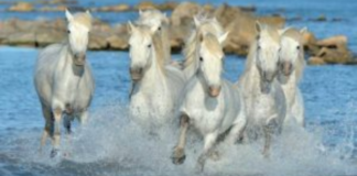 ENCOUNTER THE EXCLUSIVE AND MAJESTIC CAMARGUE HORSES FROM FRANCE