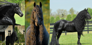 MEET FREDERIK THE GREAT, CONSIDERED BY MANY THE MOST STUNNING HORSE GLOBALLY(Photos & Video)