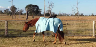 An 8-Year-Old Horse Takes His Feline Companion For a Ride, Melting Our Hearts With Their Adorable Bond