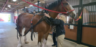 The Grand Expedition: Training a Powerful Horse for the Racing Arena 1