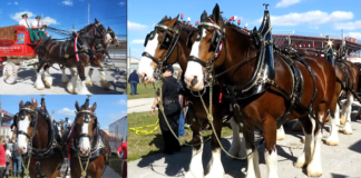 The Magnificent Horse Parade in Florida: An Experience for the Senses