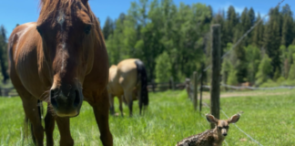 Horses Nurture Orphaned Baby Deer in Mother’s Absence: A Heartwarming Tale of Animal Compassion Deer