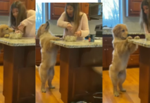 Cooking With Canine Companions: A Culinary Incredible Adventure Story!