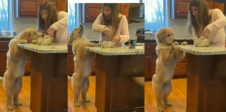 Cooking With Canine Companions: A Culinary Incredible Adventure Story!