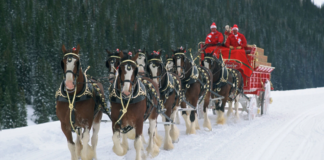 The Legendary Journey of the Budweiser Clydesdales: A Story of Strength, Tradition, and Celebration