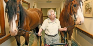 Horse Therapy: Bringing Smiles to the elderly in Nursing Homes