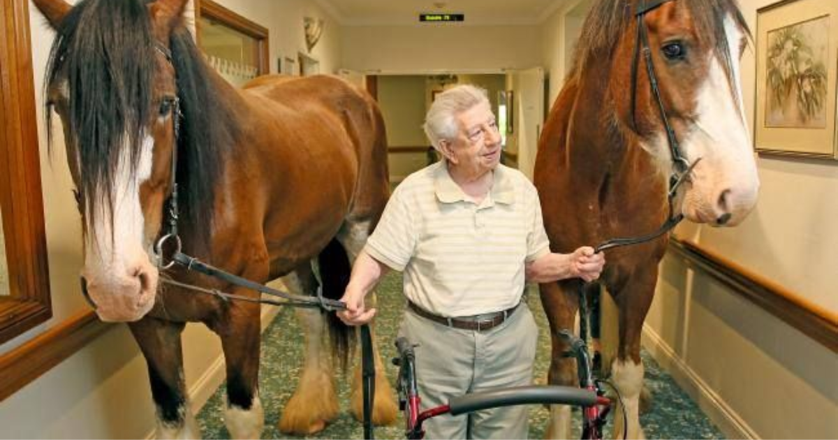 Horse Therapy: Bringing Smiles to the elderly in Nursing Homes ...