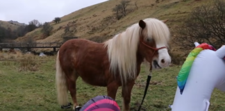 A Heartwarming Tale: The Friendship Between 4-Year-Old Apprentice and Her Enchanting Foal