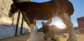 Budweiser Clydesdales Return: A Marvelous Comeback Steals the Spotlight