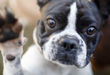Firefighters from Florida Save a French Bulldog Whose Paw Got Caught in the Kitchen Sink