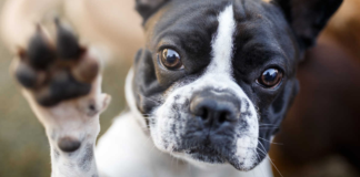 Firefighters from Florida Save a French Bulldog Whose Paw Got Caught in the Kitchen Sink