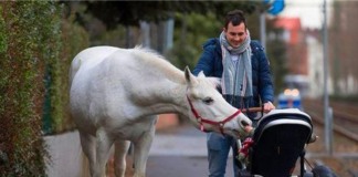 Every Day, a Lone Mare Walks by Herself While Wearing a Note Around Her Neck.