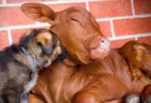 ORPHANED CALF, RAISED BY GERMAN SHEPHERDS, BELIEVES HE’S A DOG