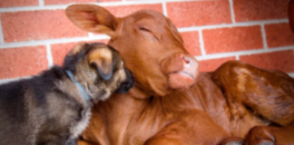 ORPHANED CALF, RAISED BY GERMAN SHEPHERDS, BELIEVES HE’S A DOG