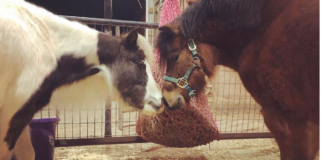 A horse that lived alone for 17 years makes a friend in her last year
