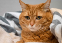 The world’s saddest cat adopted by a couple, after an hour, begins to change in appearances